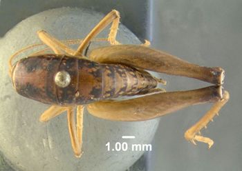 Media type: image;   Entomology 622025 Aspect: habitus dorsal view